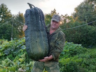 Житель Луховиц вырастил кабачок весом 47 кг