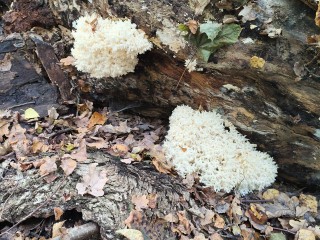 Краснокнижный гриб-морской коралл обнаружили жители в Малых Петрищах и Оболдине