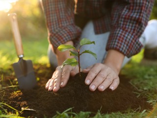 Плодовые деревья и морозы: кто точно не переживет первую зиму