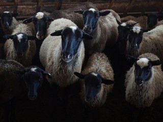 Их не остановить: Беглые овцы терроризируют Волоколамск