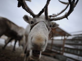 Оленя, бредущего в сторону ж/д станции, заметили волоколамцы