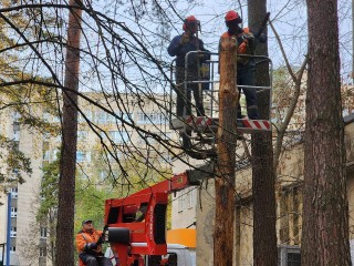 В парке «Сказка» срубили съеденную короедом сосну