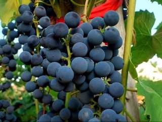 Не замерзнет даже при -25°C: когда и как обрезать виноград в Подмосковье, чтобы он пережил зиму и дал крупные гроздья летом