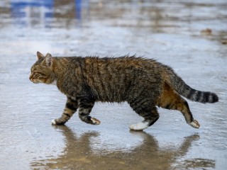 Когда закончатся дожди и сколько еще продержится тепло в Подмосковье