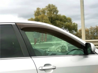 Животные в транспорте: «Это часть семьи» против «Это антисанитария»