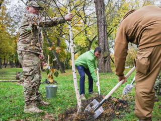 В городском парке высадили березовую аллею в память о подвигах бойцов СВО
