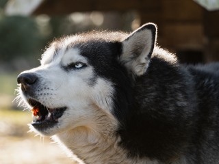 Внезапно озверел: что известно о нападении домашнего пса на младенца в Трехгорке