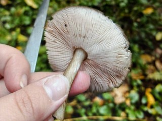 В лесах Солнечногорска обнаружили плютий олений