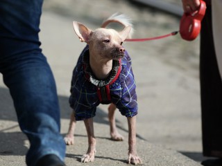 Как защитить маленьких собак от осенней сырости и хандры: советы ветеринара из Солнечногорска