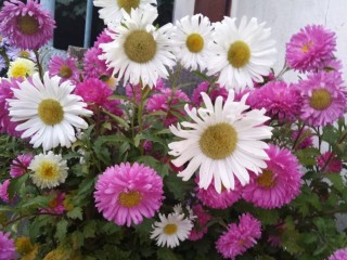 Посев астр под зиму: крепкие кусты и раннее цветение без хлопот с рассадой