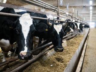 На ферме в Повадино внедрят искусственный интеллект для контроля здоровья коров