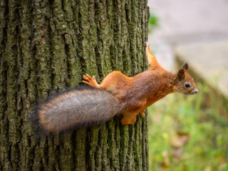 Животные Подмосковья перезимуют без котельных