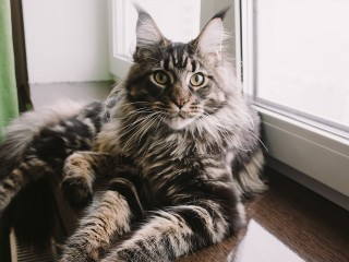 Пропала Лия: в Чехове за пропавшую кошку пообещали хорошее вознаграждение