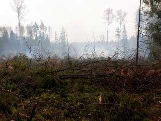 В лесах под Звенигородом журналисты наткнулись на логово медведя