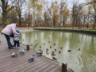 Утки вернулись в пруд Фрязинского лесопарка после экологической реконструкции