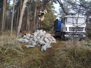 Подмосковные леса очистили от несанкционированных свалок