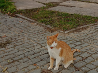 Рыжий кот помог жительнице Черноголовки победить в конкурсе