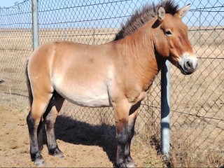 «Пржевальчик» Юлиан едва унес ноги на свидании с двумя самками