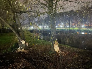 Сестрорецкий парк атаковали бобры