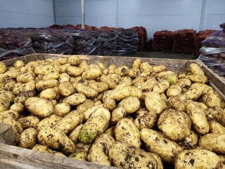 Продавца, торгующего картошкой из машины в Андреевке, могут оштрафовать