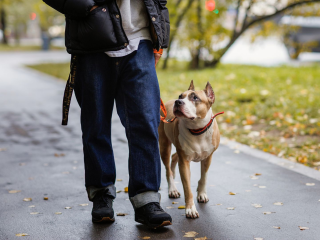 Администрация проводит проверку по факту массового отравления животных неизвестным веществом