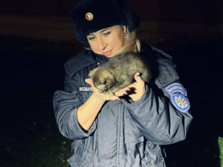 Мяу-SOS в Павловском Посаде: спасатели обнаружили котенка и помогли найти хозяина