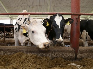 «Это рекордный показатель для Луховиц»: племзавод «Пойма» подводит итоги года