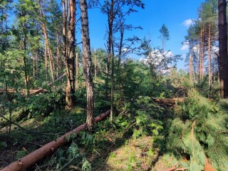 В Орехово-Зуевском лесу восстанавливают участки, пострадавшие от стихий