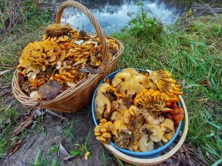 В лесах Луховиц начался бум опят