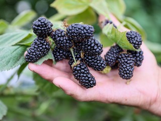 «Вкус обалденный»: агроном из Жуковского раскрыл схему выращивания гигантской ежевики
