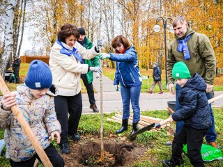 Аллею кленов высадили в Сестрорецком парке