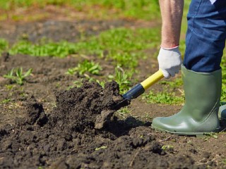 Что посеять в ноябре, чтобы весной хвастаться: сорта овощей, которые не боятся мороза