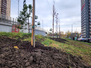 Транспортная улица преобразилась благодаря высадке 26 новых деревьев