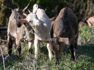 Лыткаринские козы устроили побег под руководством собак