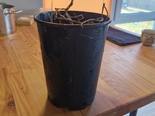 Цветок засох без полива: что делать — рабочий способ вернуть растение к жизни