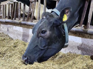 На племзаводе «Пойма» в Луховицах получают рекордные надои молока
