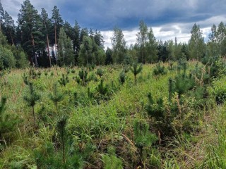 В Орехово-Зуевском лесу проверили приживаемость саженцев