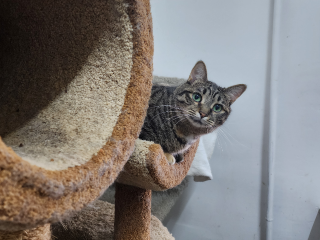 Пушистые синоптики: кошки предскажут, каким будет начало ноября