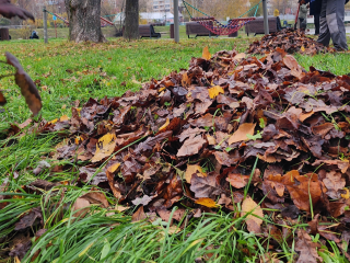С черноголовских дворов и улиц убрали не менее 20 самосвалов листвы