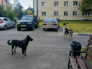 В Электрогорске растет популяция бродячих собак