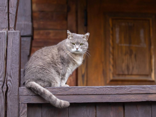 Культурный кот: как кошки Мотя и Стеша стали хранительницами музея «Подолье»