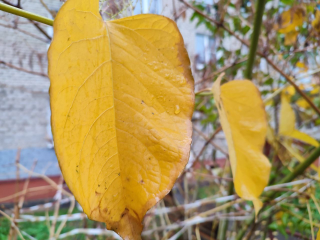 Синоптик Леус спрогнозировал аномально теплый ноябрь в Подмосковье, дожди прекратятся