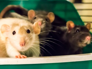 Крысы вместо ботинок: посылка с «живым» сюрпризом пришла жительнице Ольявидово