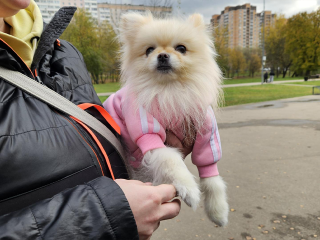 Питомцев чипировали прямо в парке: как прошел прием мобильной ветслужбы