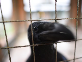 Орнитолог: вороны катаются с крыш в Одинцове ради развлечения
