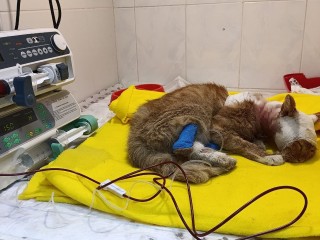 Подожженный подростками кот Лучано скончался