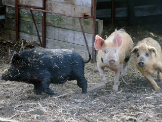 Во дворе поселка Коренево заметили свиней на самовыгуле