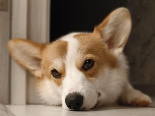 В Долгопрудном возводят новый ЖК — в числе первых в комплекс заселился обаятельный Фрис