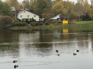 Экосистему Копинки восстановят с помощью «живых фильтров» в 2027 году