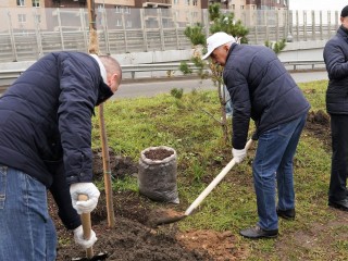 Черемуха для Реутова:  как изменили облик Транспортной улицы